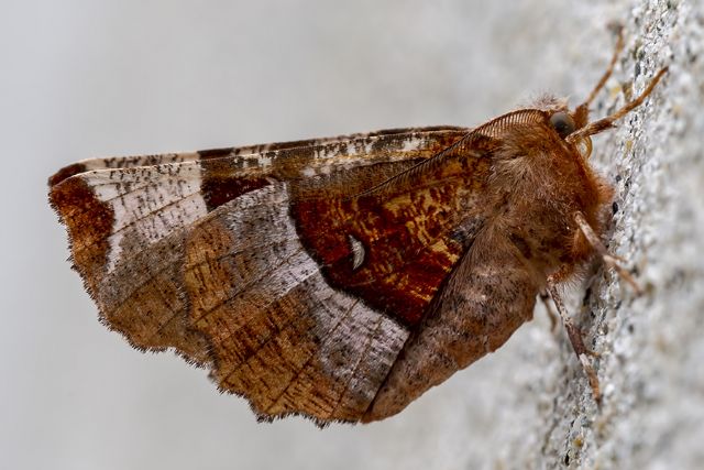 Selenia tetralunaria, Geometridae